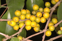 Memecylon talbotianum